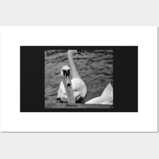 Mute swan portrait Posters and Art